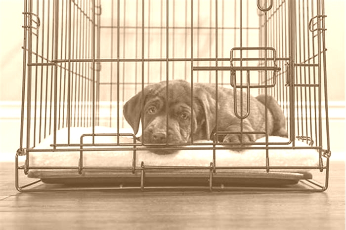 When to stop crating a dog at night