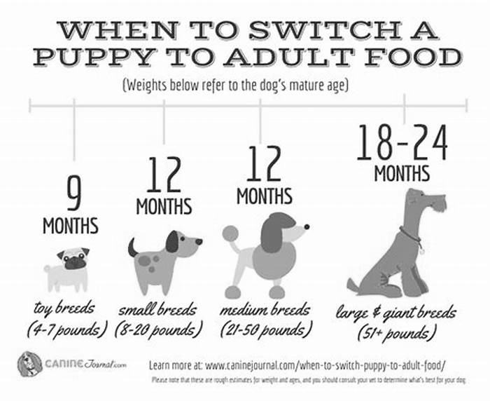 When to switch puppy to adult food