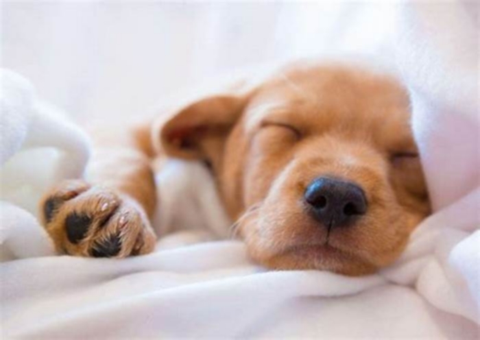 Where should puppies sleep at night?