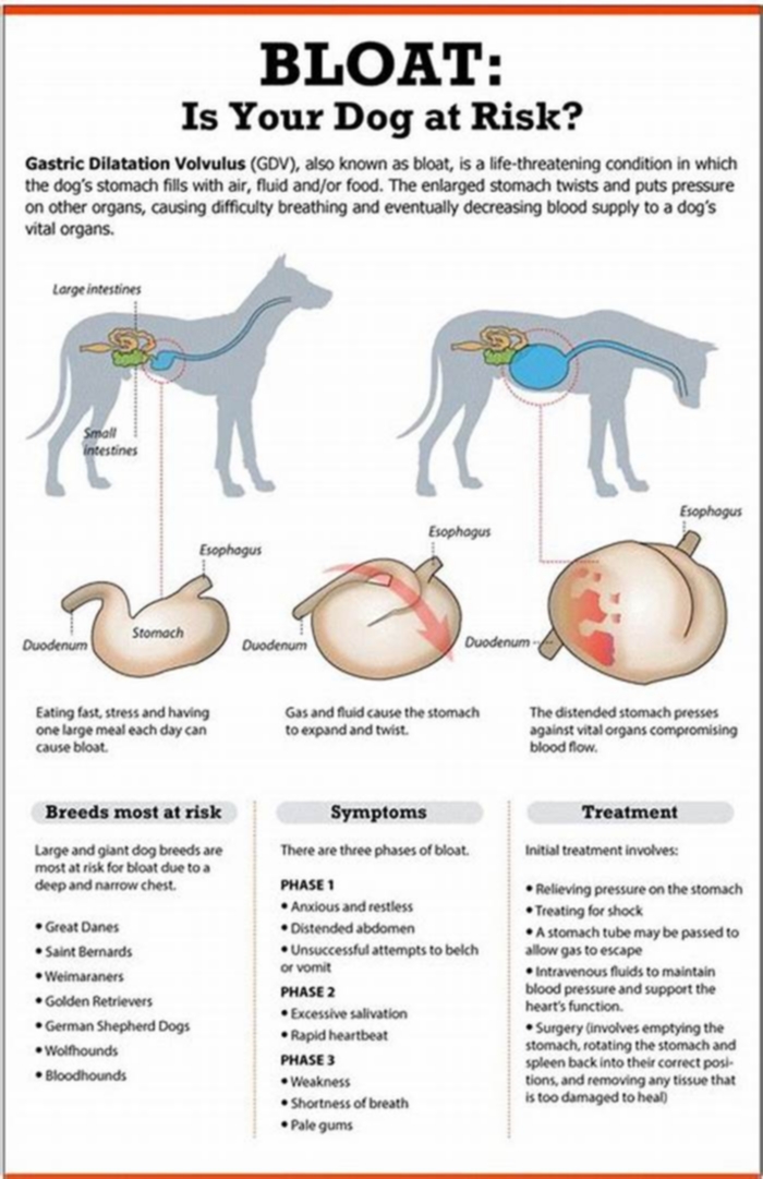 Which dog breeds have stomach issues