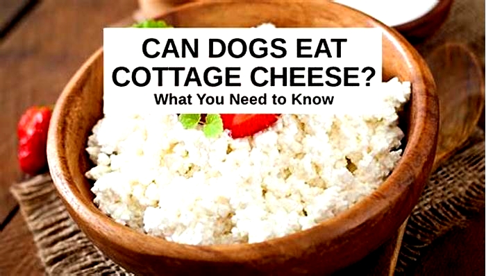 Which is better for dogs cottage cheese or yogurt