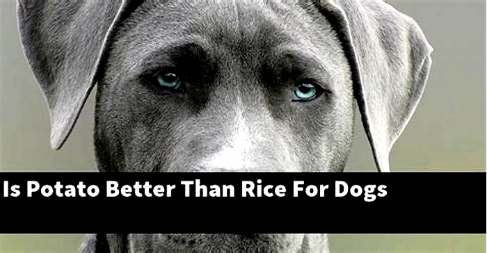 Which is better for dogs, potatoes or rice?