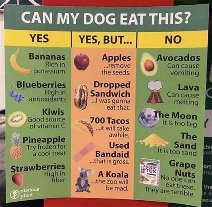 Why are dogs not allowed to eat chicken?