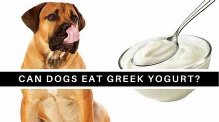 Why can t dogs have Greek yogurt