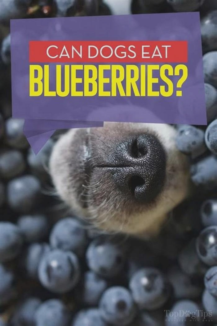 Why can't dogs have blueberries?