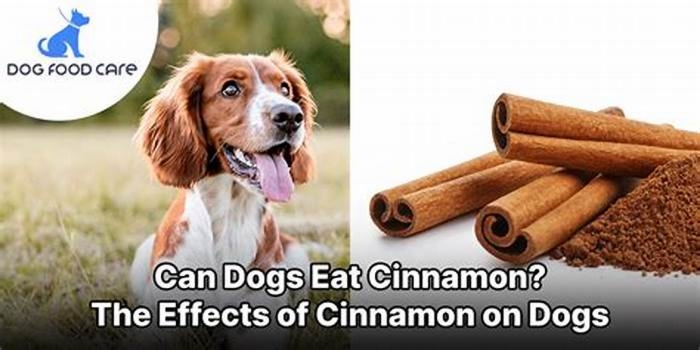 Why can t dogs have cinnamon