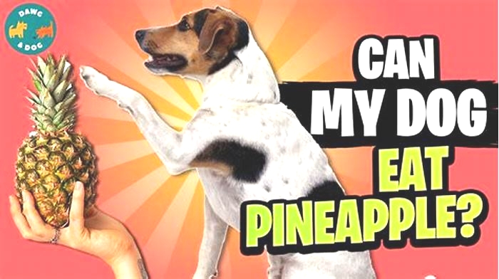 Why can't dogs have pineapple?