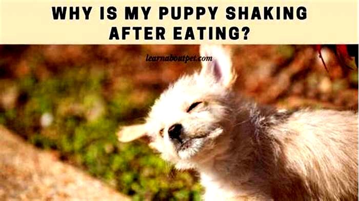 Why do puppies shake after eating gruel