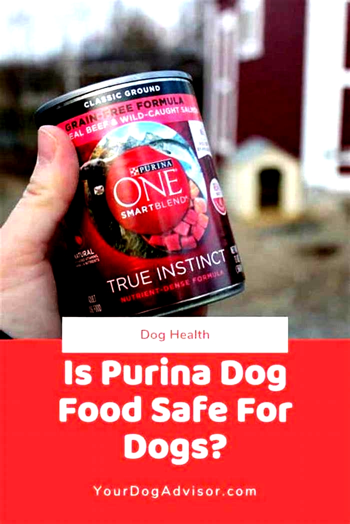 Why is Purina not good for dogs?