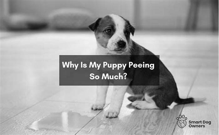 Why is my 13 week old puppy peeing every 20 minutes?