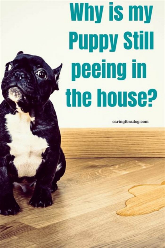 Why is my 5 month old puppy still peeing and pooping in the house?